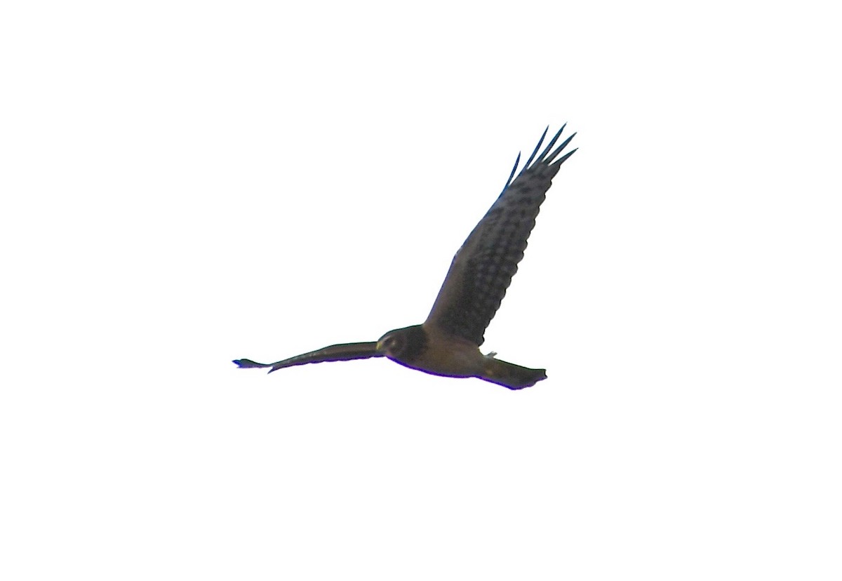 Northern Harrier - ML643304555