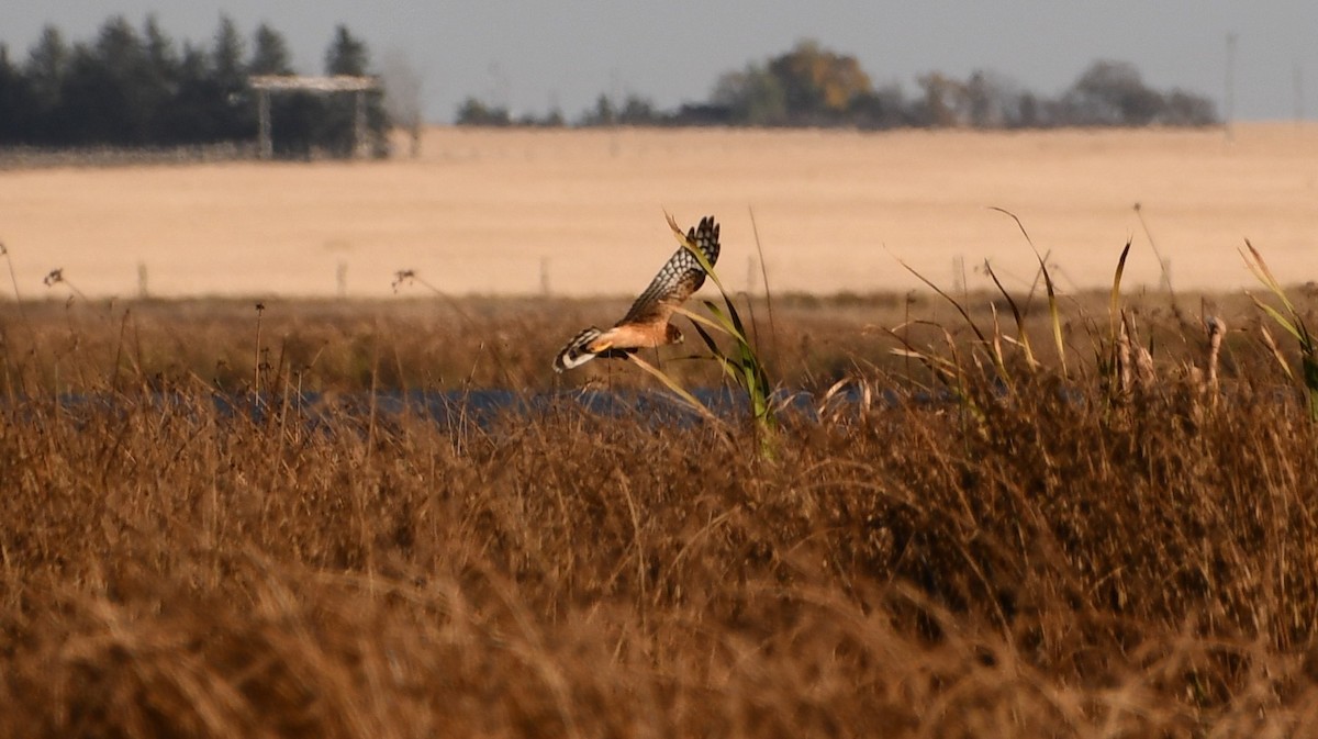 Northern Harrier - ML643304556