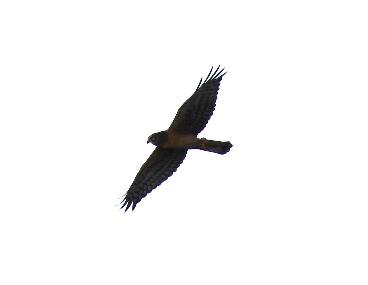 Northern Harrier - ML643304557
