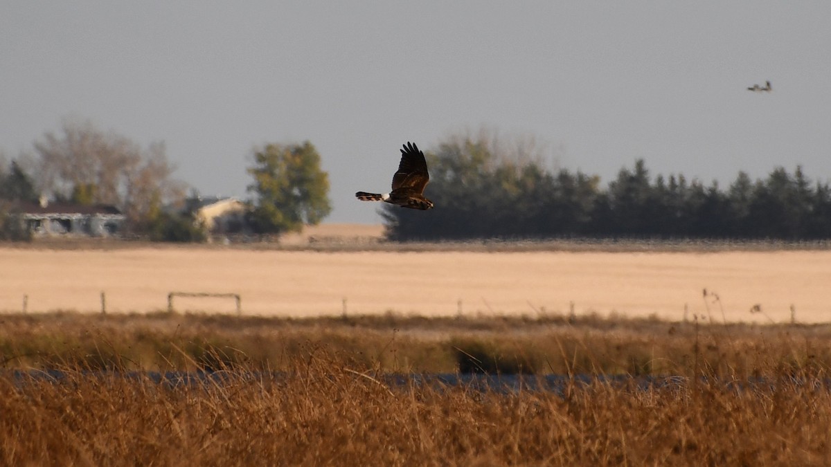 Northern Harrier - ML643304558