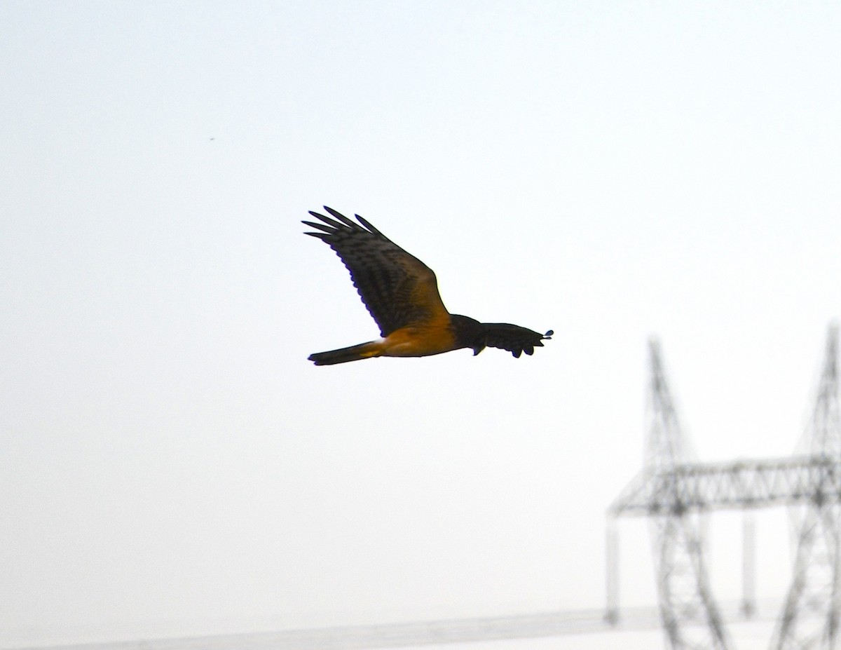 Northern Harrier - ML643304560