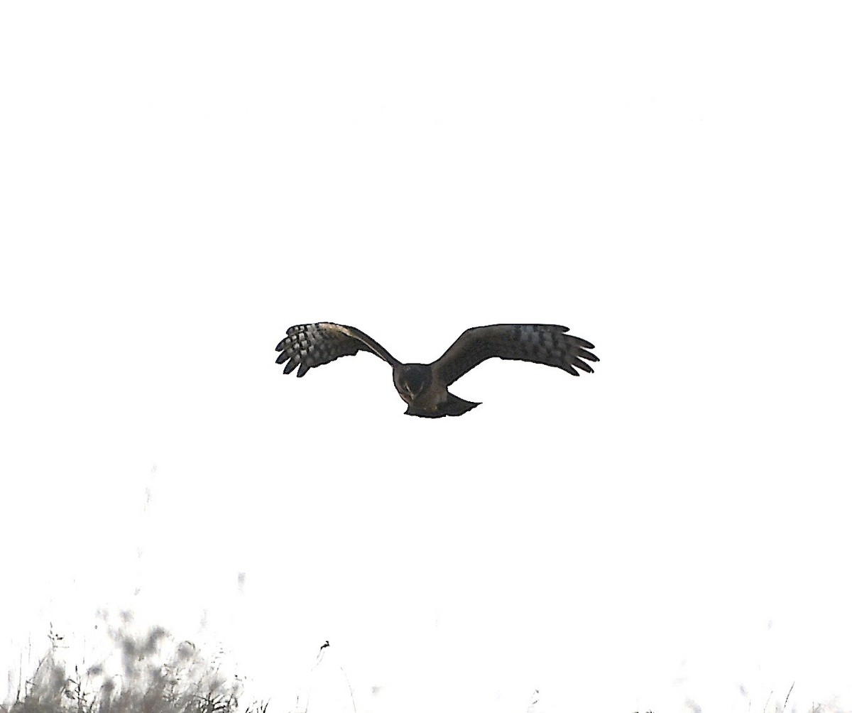 Northern Harrier - ML643304561