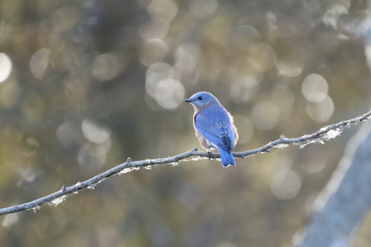 Eastern Bluebird - ML643304565