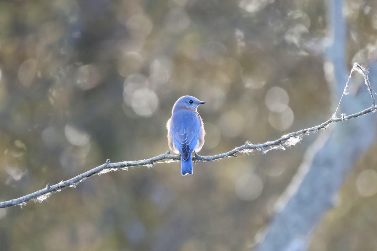 Eastern Bluebird - ML643304566