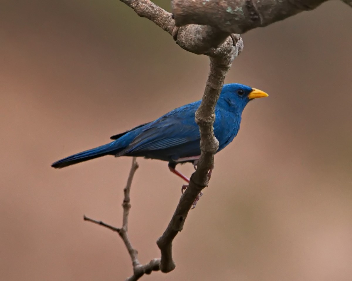Blue Finch - ML643304580