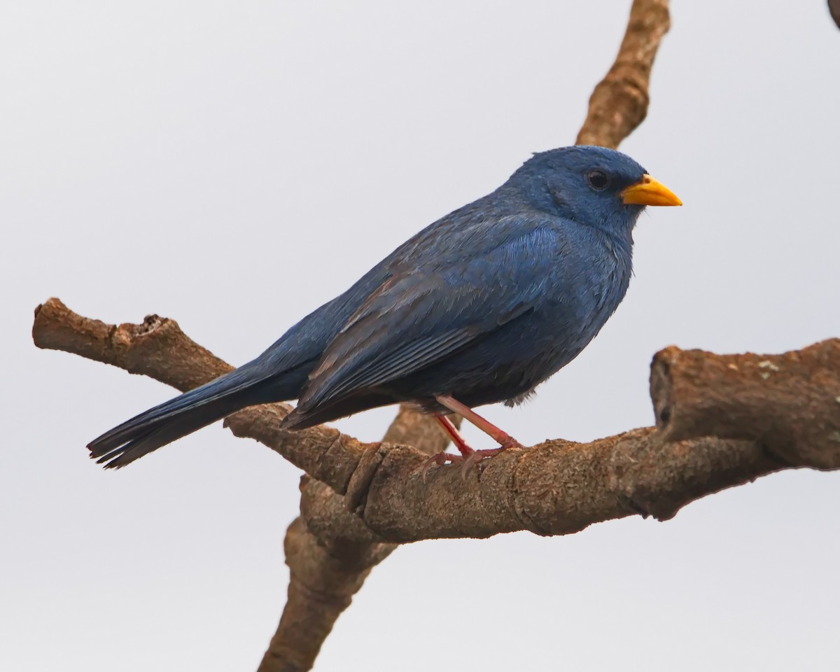 Blue Finch - ML643304582