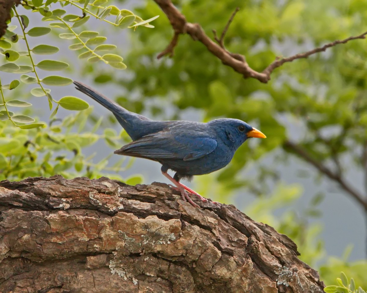 Blue Finch - ML643304583
