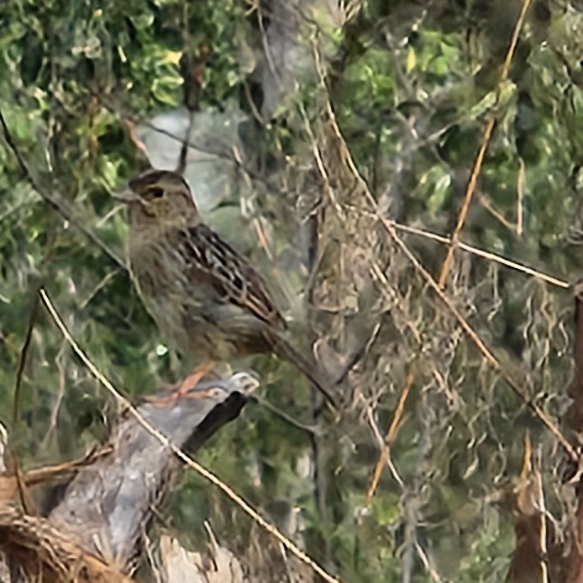 Bachman's Sparrow - ML643304584
