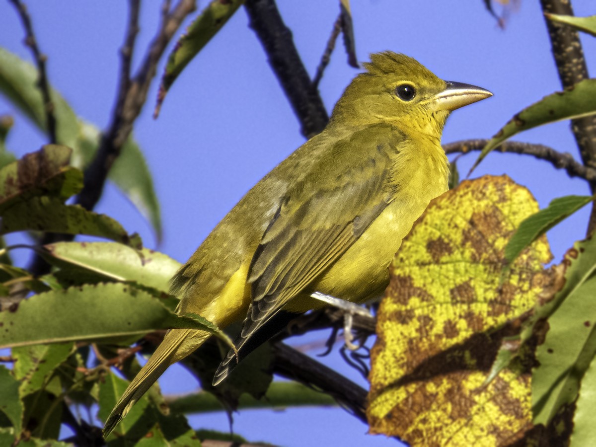 Summer Tanager - ML643304590