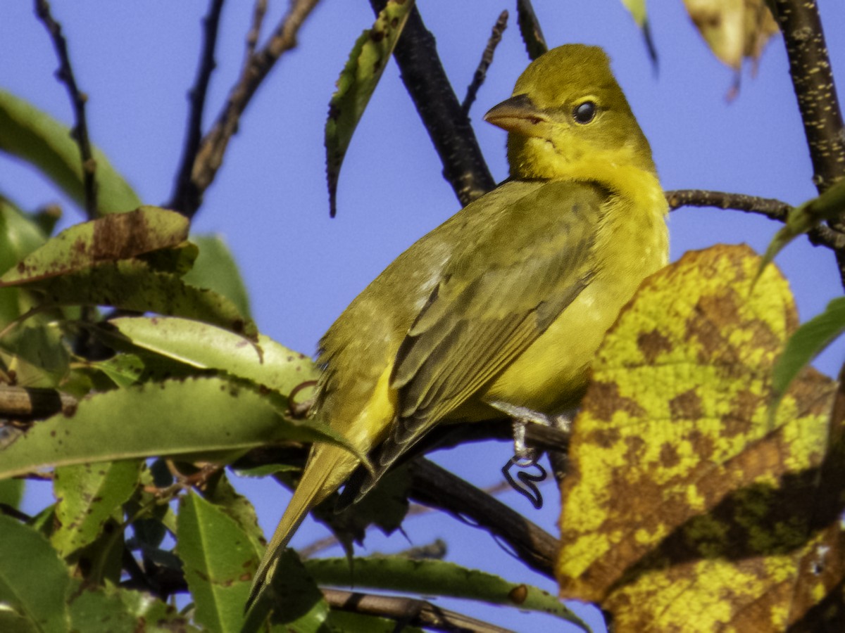 Summer Tanager - ML643304591