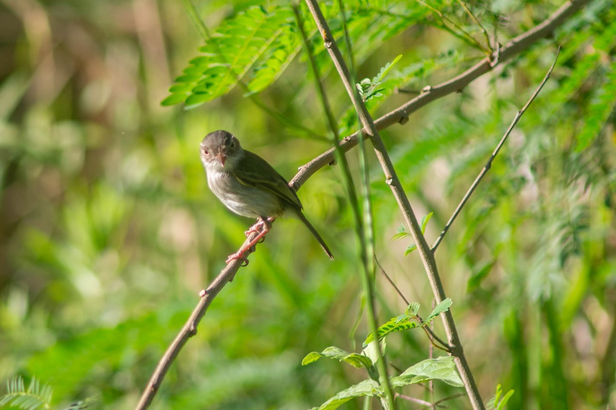 Pearly-vented Tody-Tyrant - ML643304598