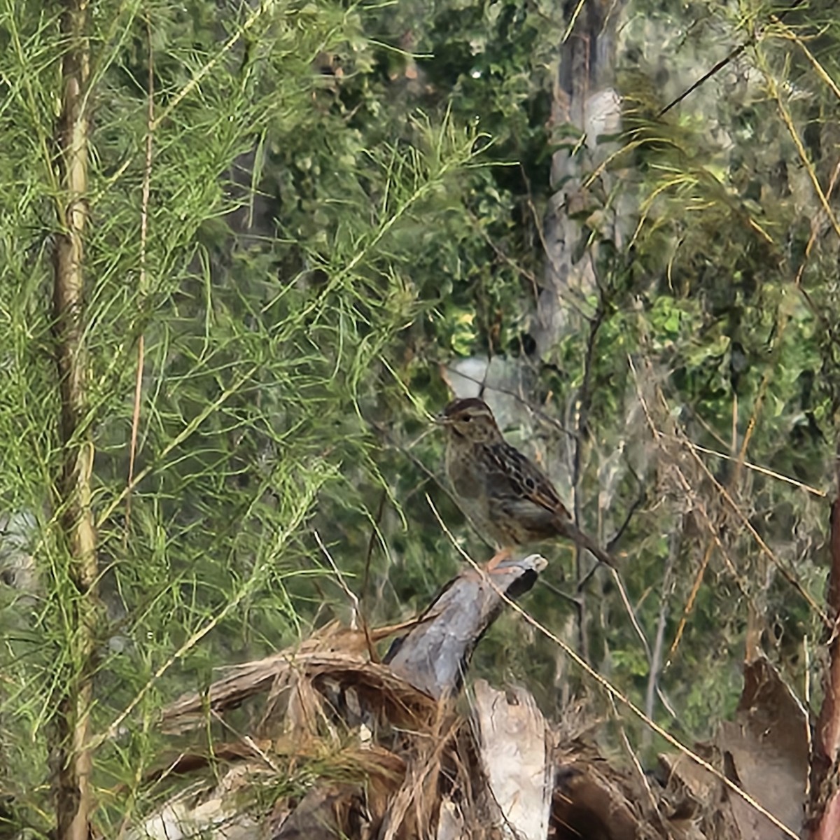Bachman's Sparrow - ML643304603