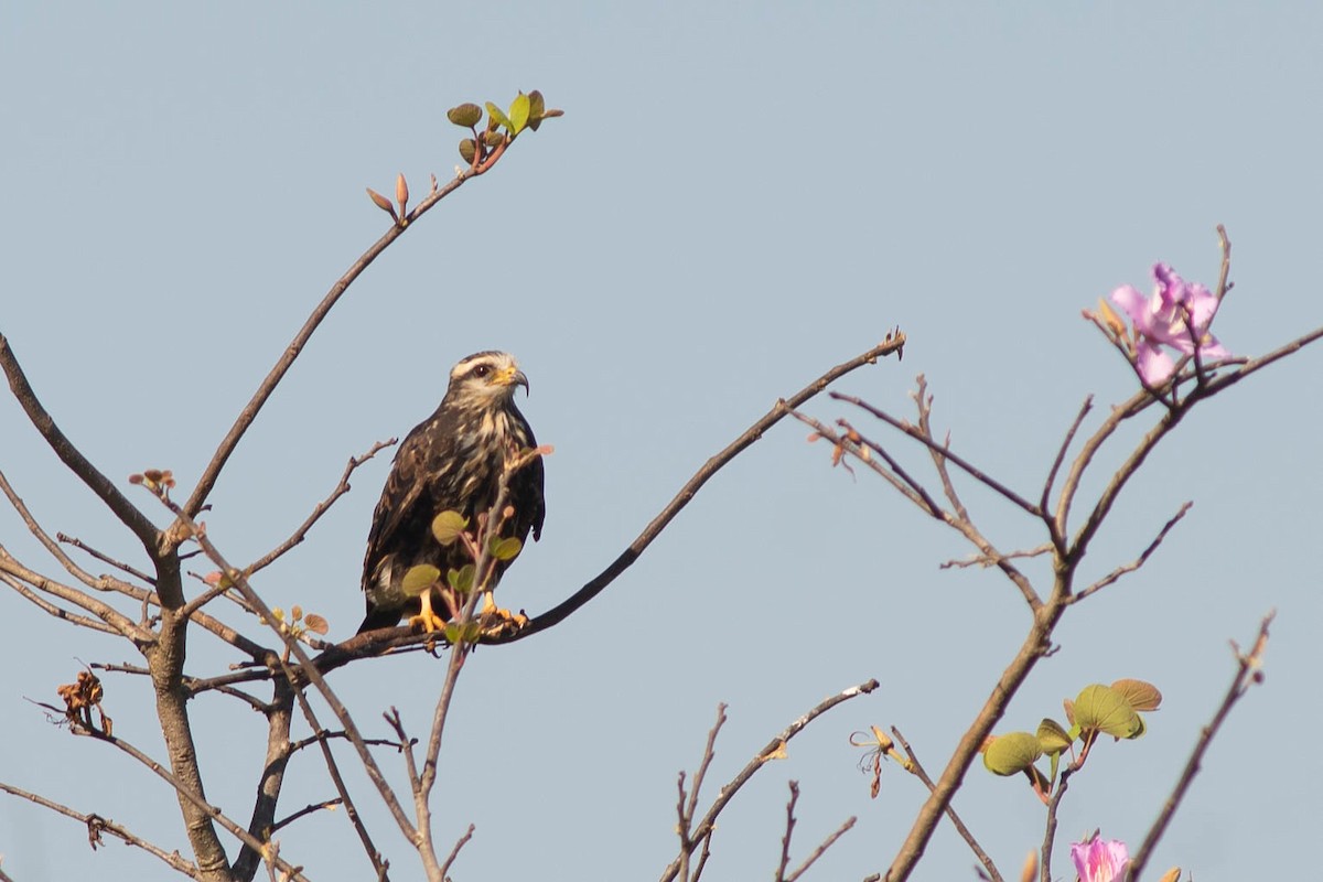 Snail Kite - ML643304615