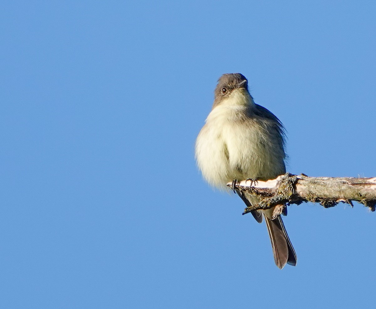 Eastern Phoebe - ML643304621