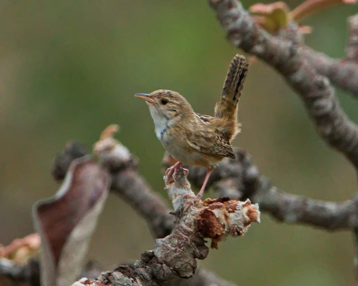 Grass Wren - ML643304631