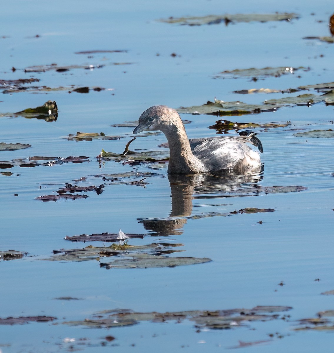 Pied-billed Grebe - ML643304633