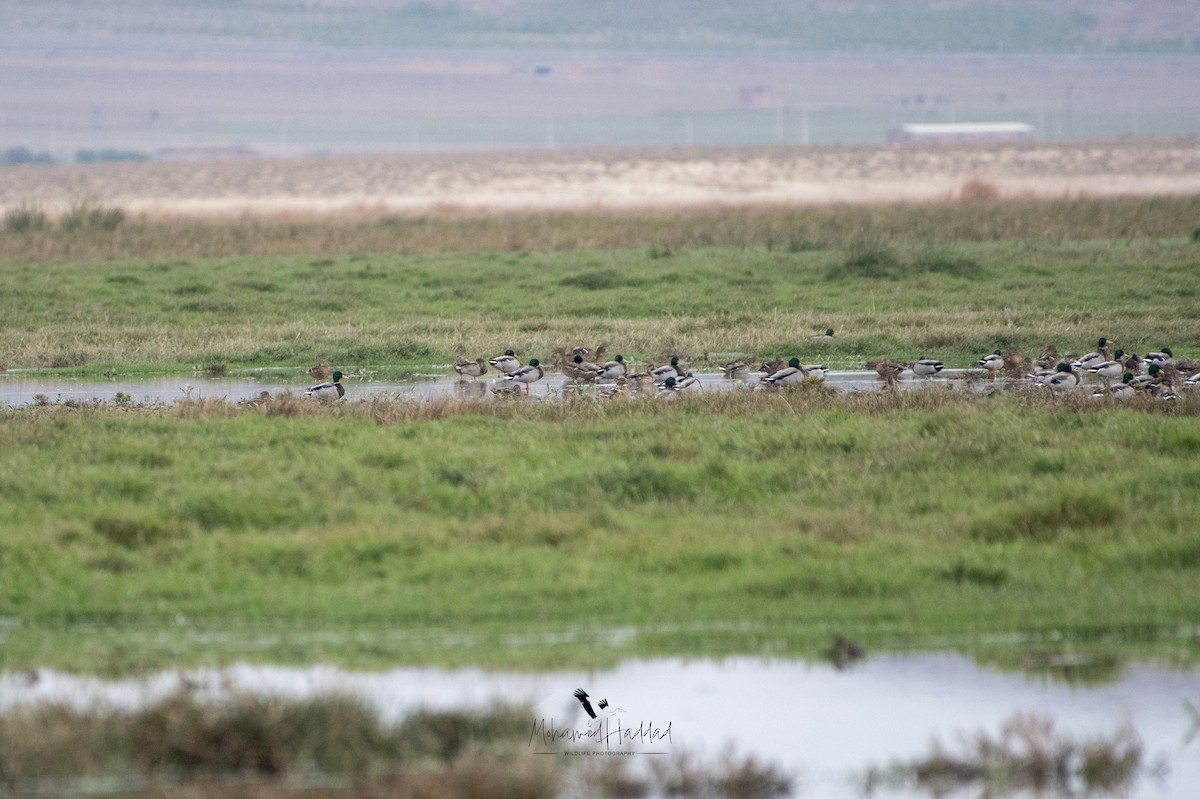 Mallard - ML643304635