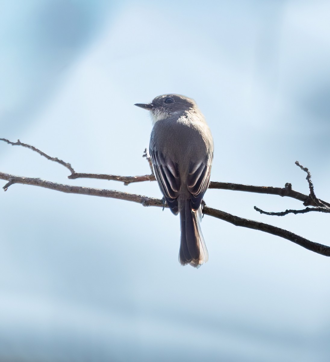 Eastern Phoebe - ML643304644