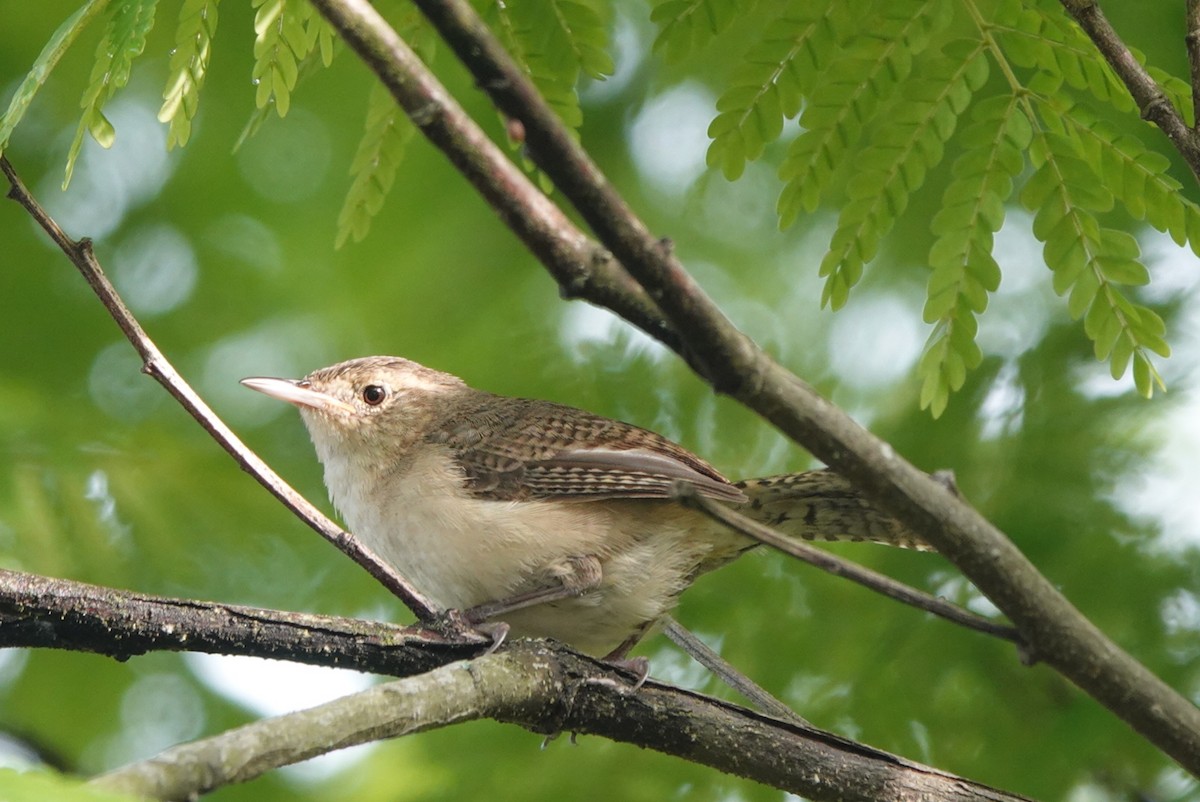 Southern House Wren - ML643304649