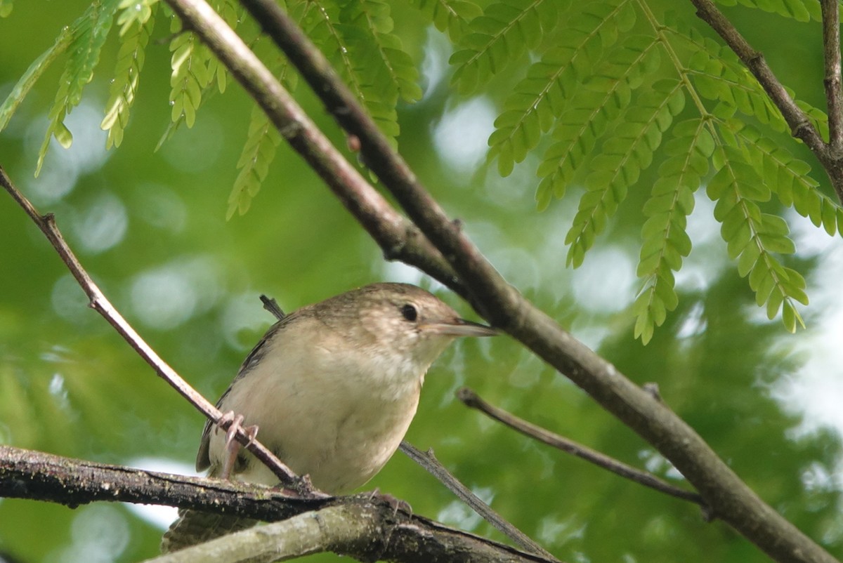Southern House Wren - ML643304650