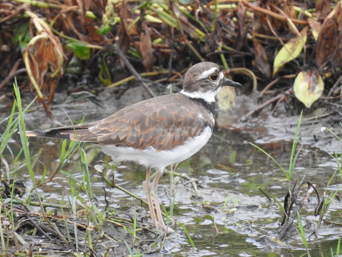 Killdeer - ML643304651