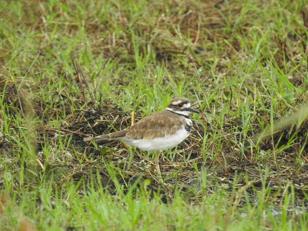 Killdeer - ML643304652