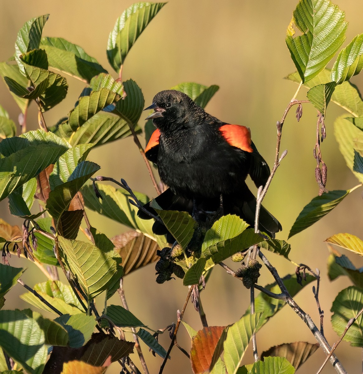 Red-winged Blackbird - ML643304655
