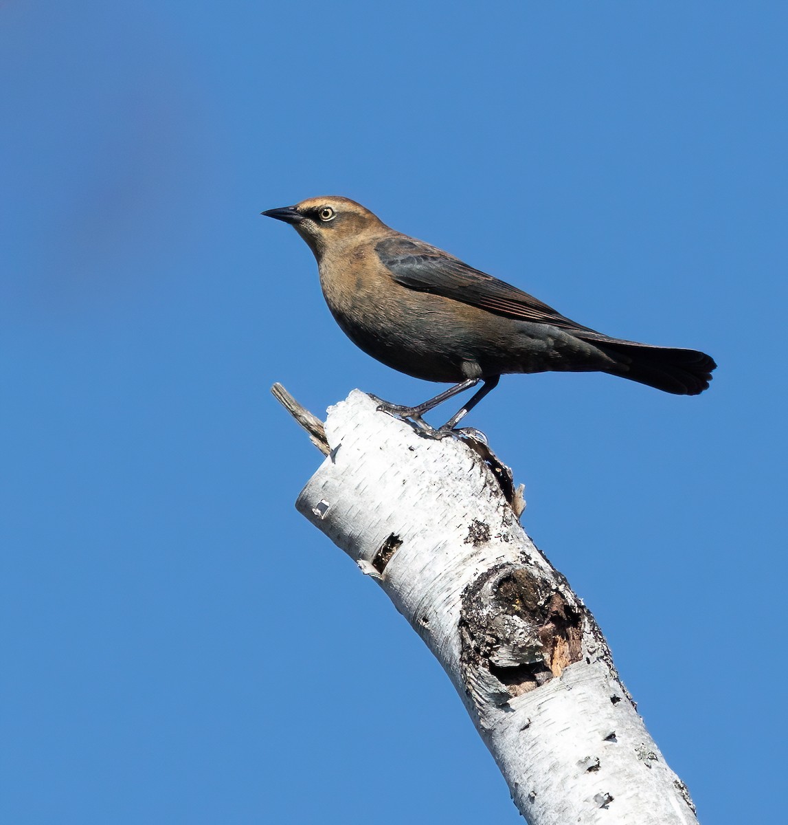 Rusty Blackbird - ML643304662