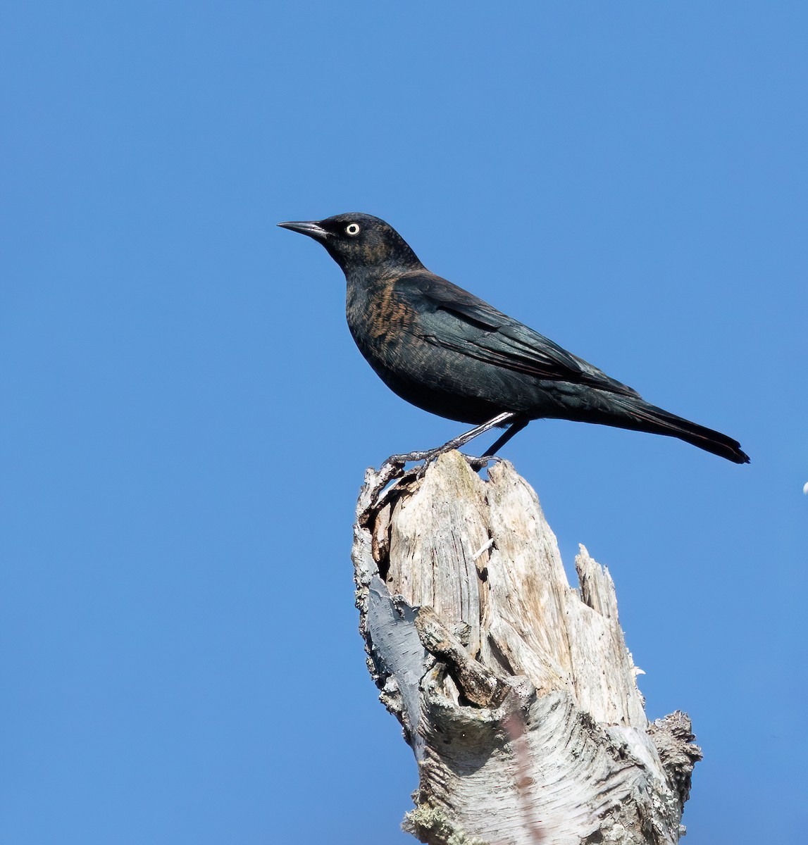 Rusty Blackbird - ML643304663