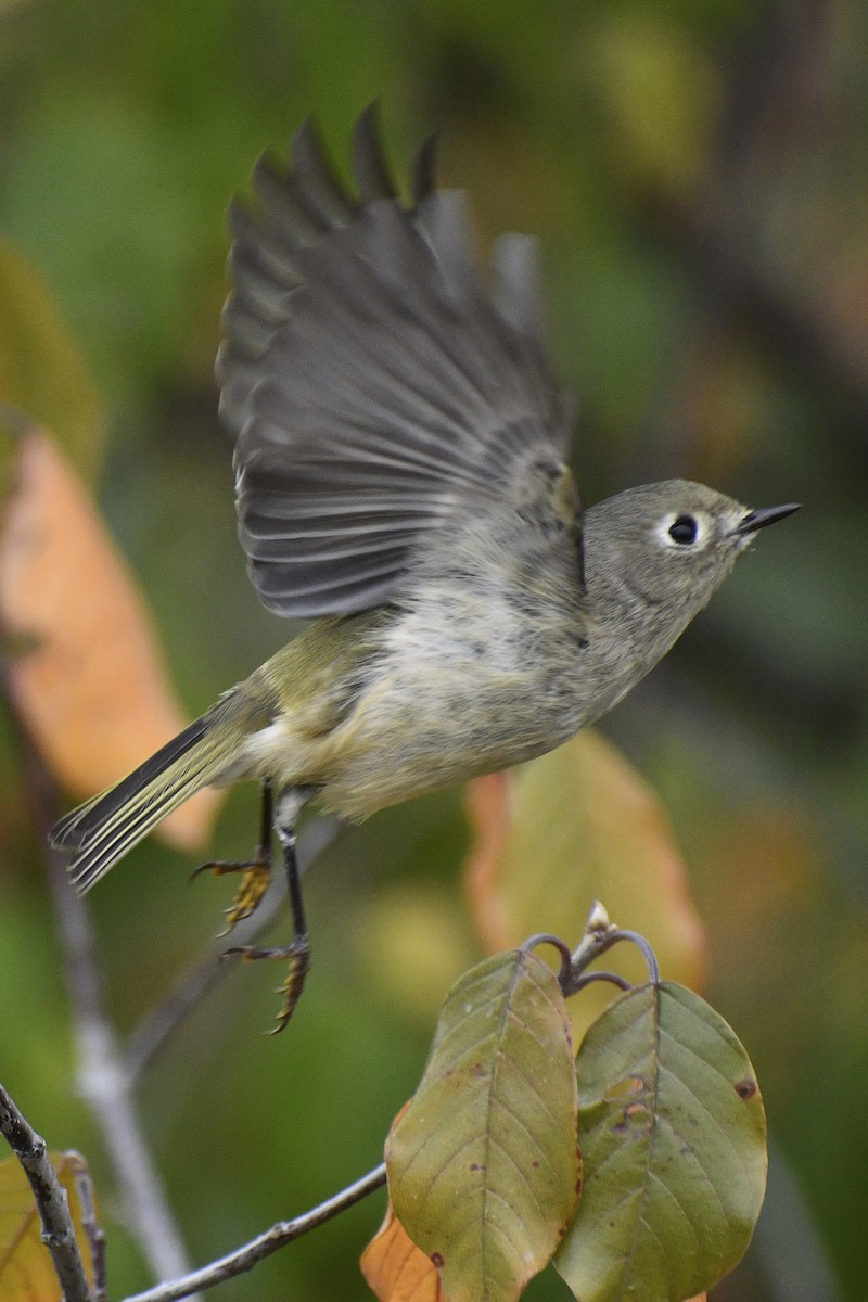 Ruby-crowned Kinglet - ML643304676