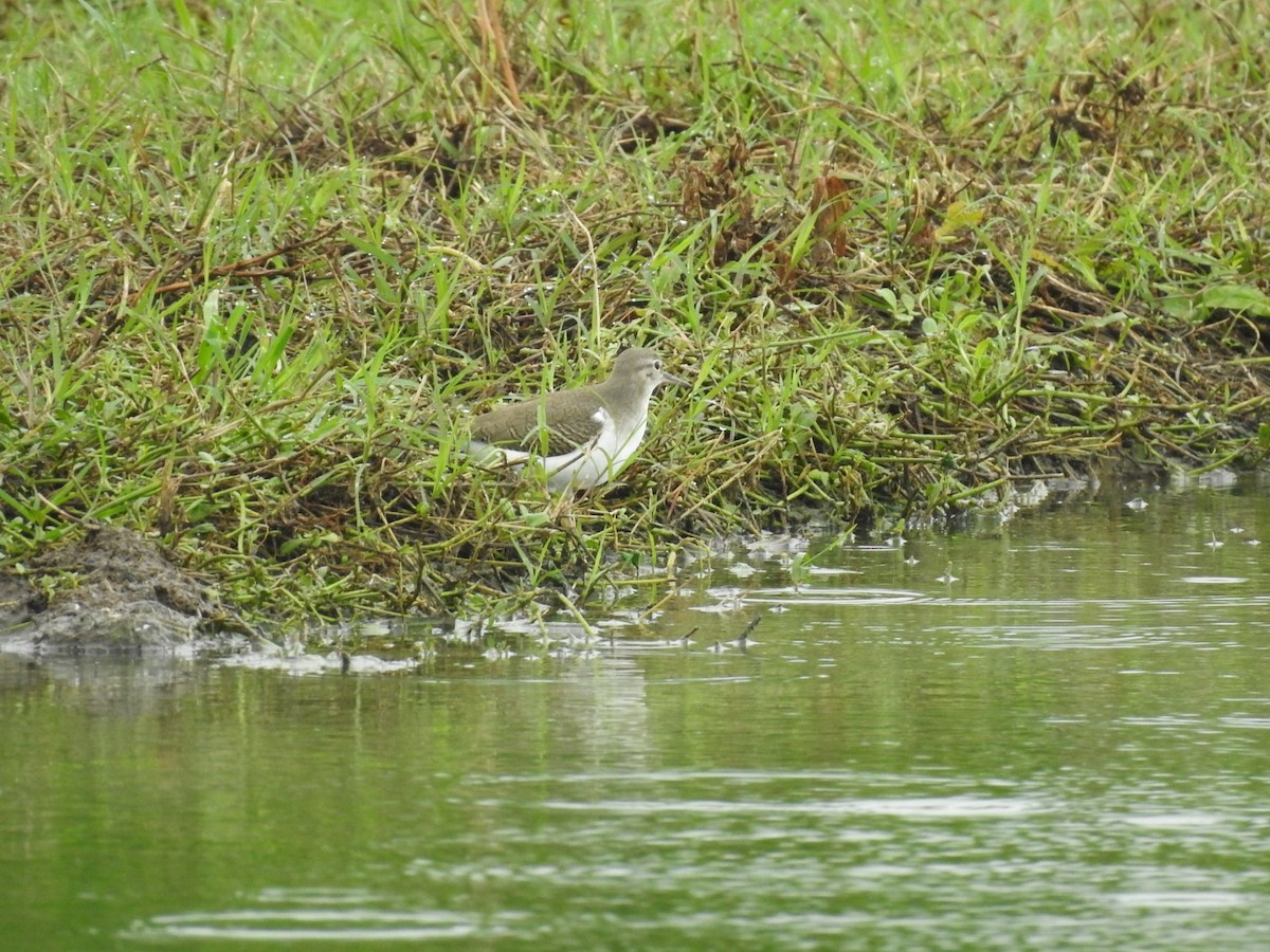 Spotted Sandpiper - ML643304706