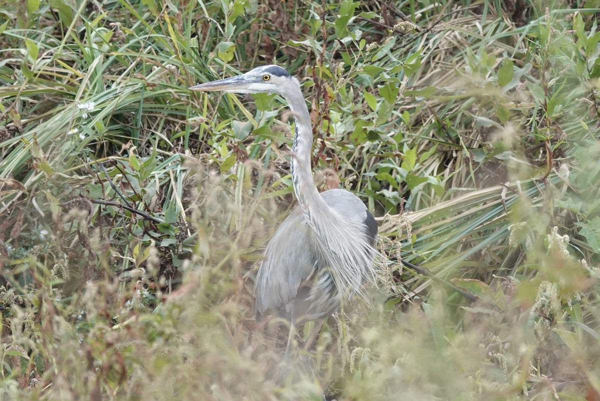 Great Blue Heron - ML643304707