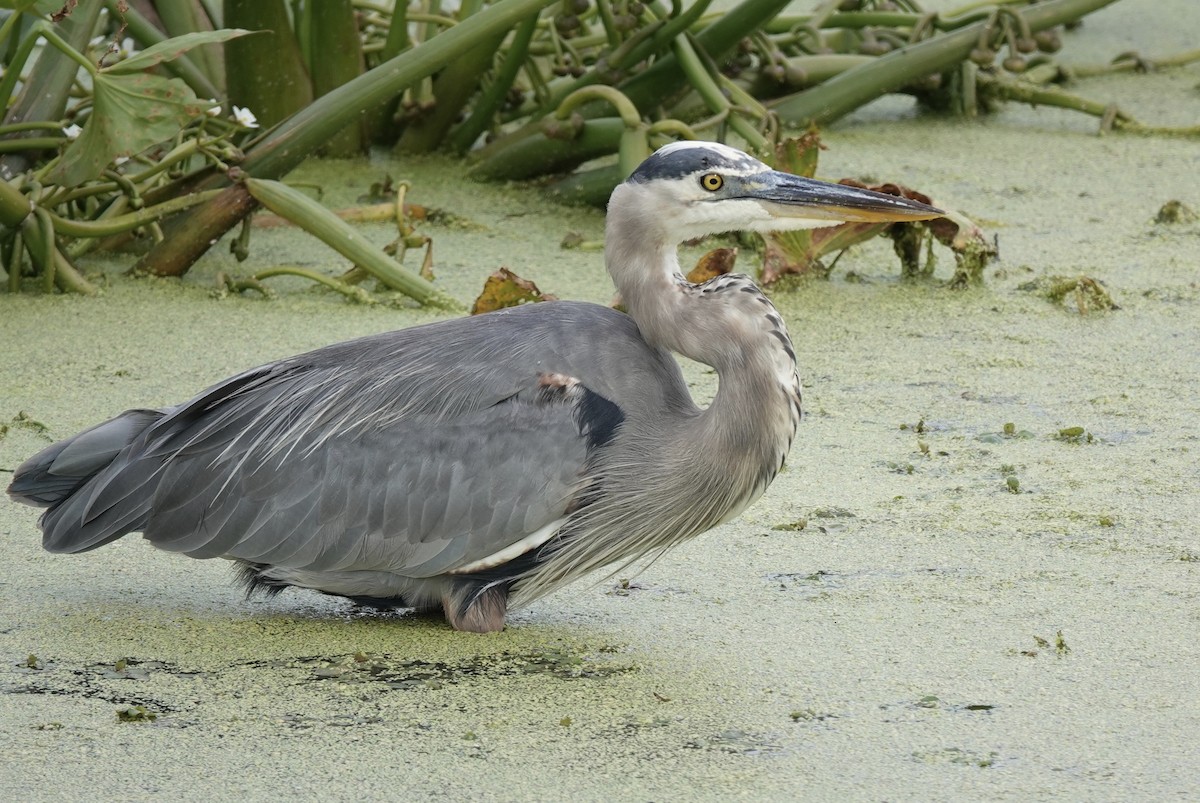 Great Blue Heron - ML643304708