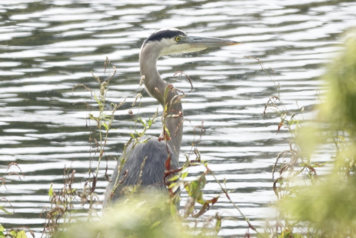 Great Blue Heron - ML643304709