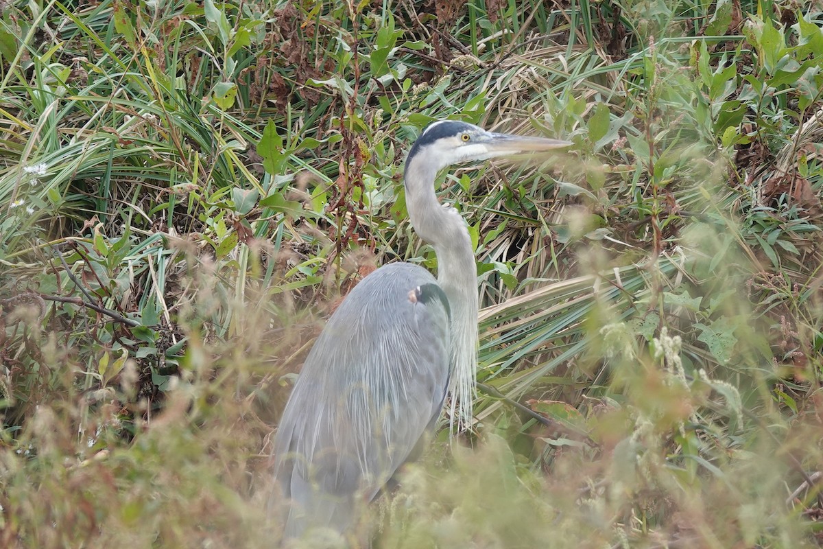 Great Blue Heron - ML643304710
