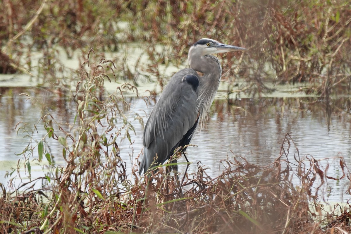 Great Blue Heron - ML643304711