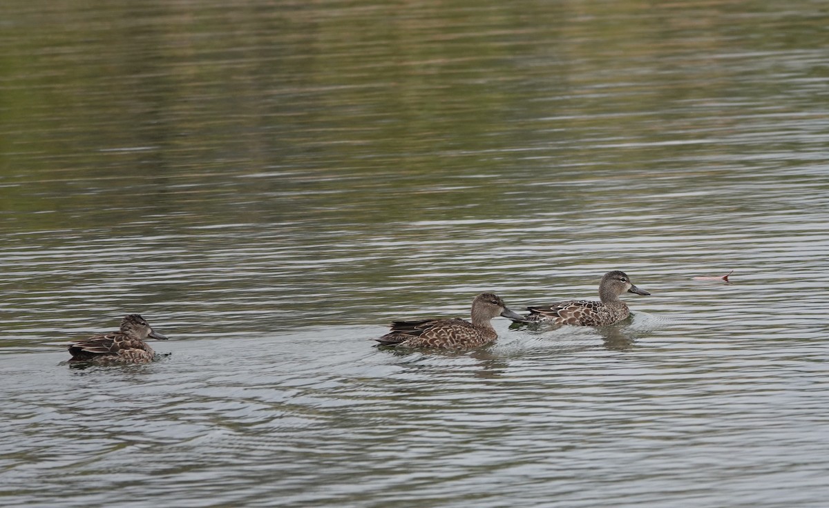 Blue-winged Teal - ML643304714
