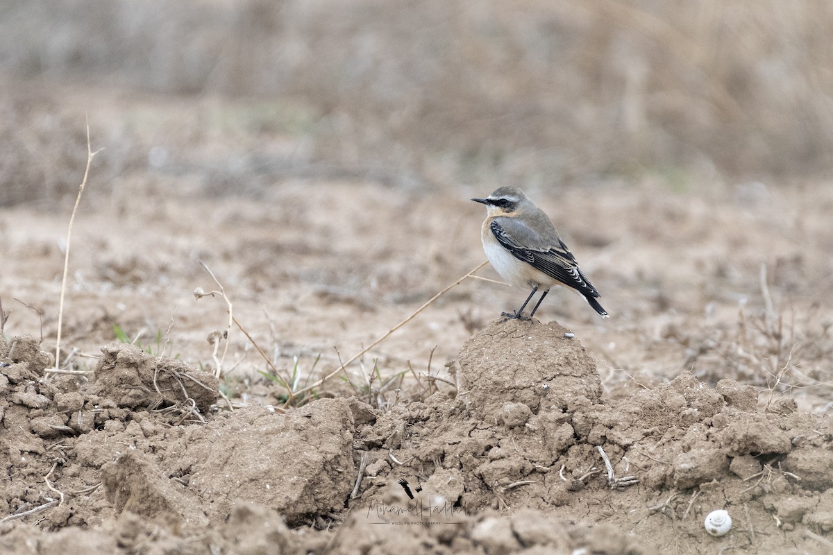Northern Wheatear - ML643304723