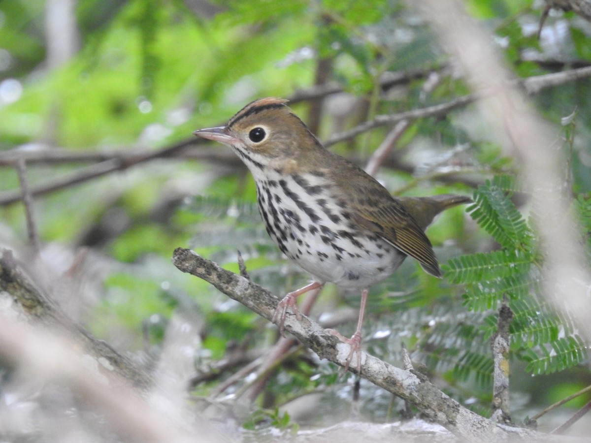 Ovenbird - ML643304731