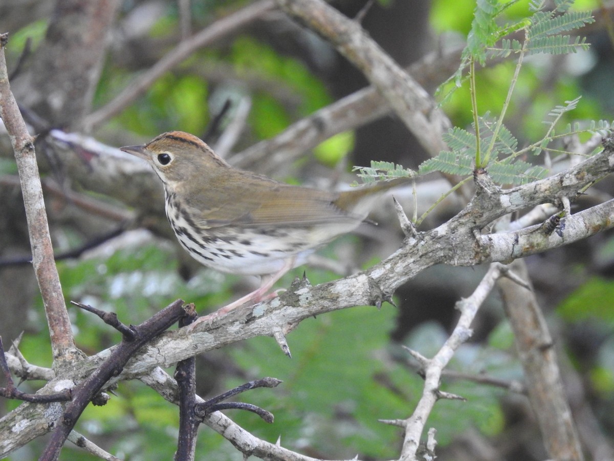 Ovenbird - ML643304732