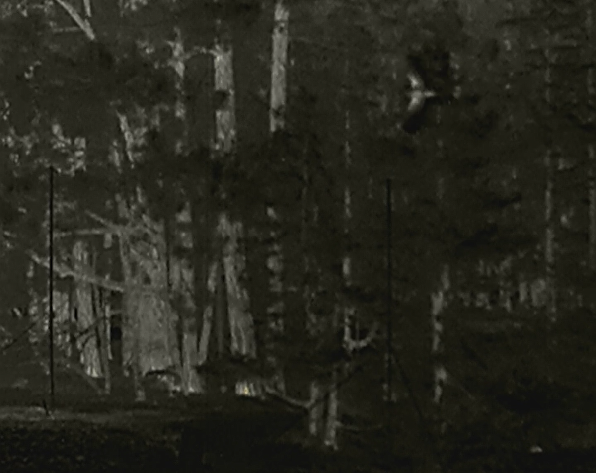 Long-eared Owl - ML643304752