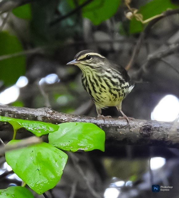 Northern Waterthrush - ML643304761