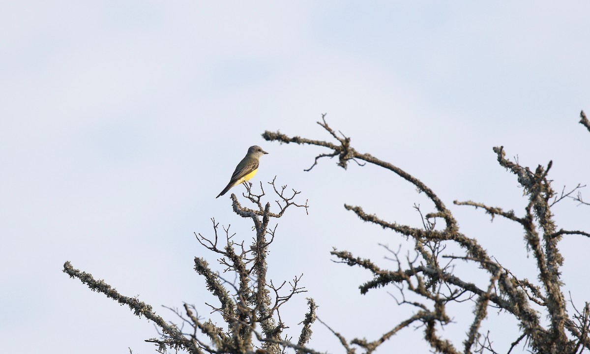 Couch's Kingbird - ML643304768