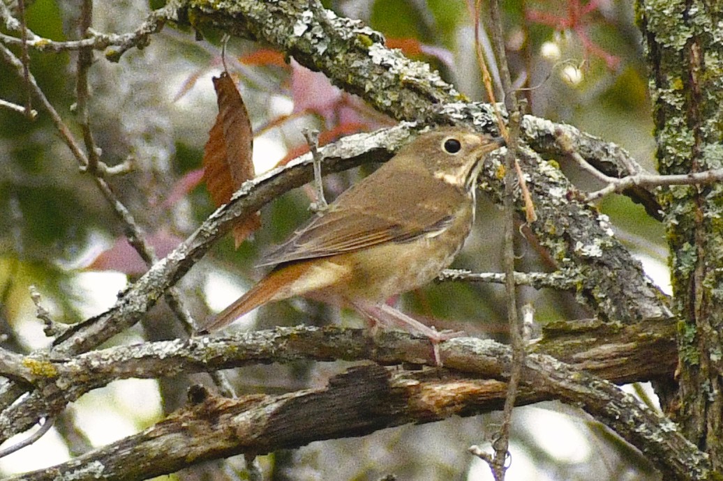 Hermit Thrush - ML643304773