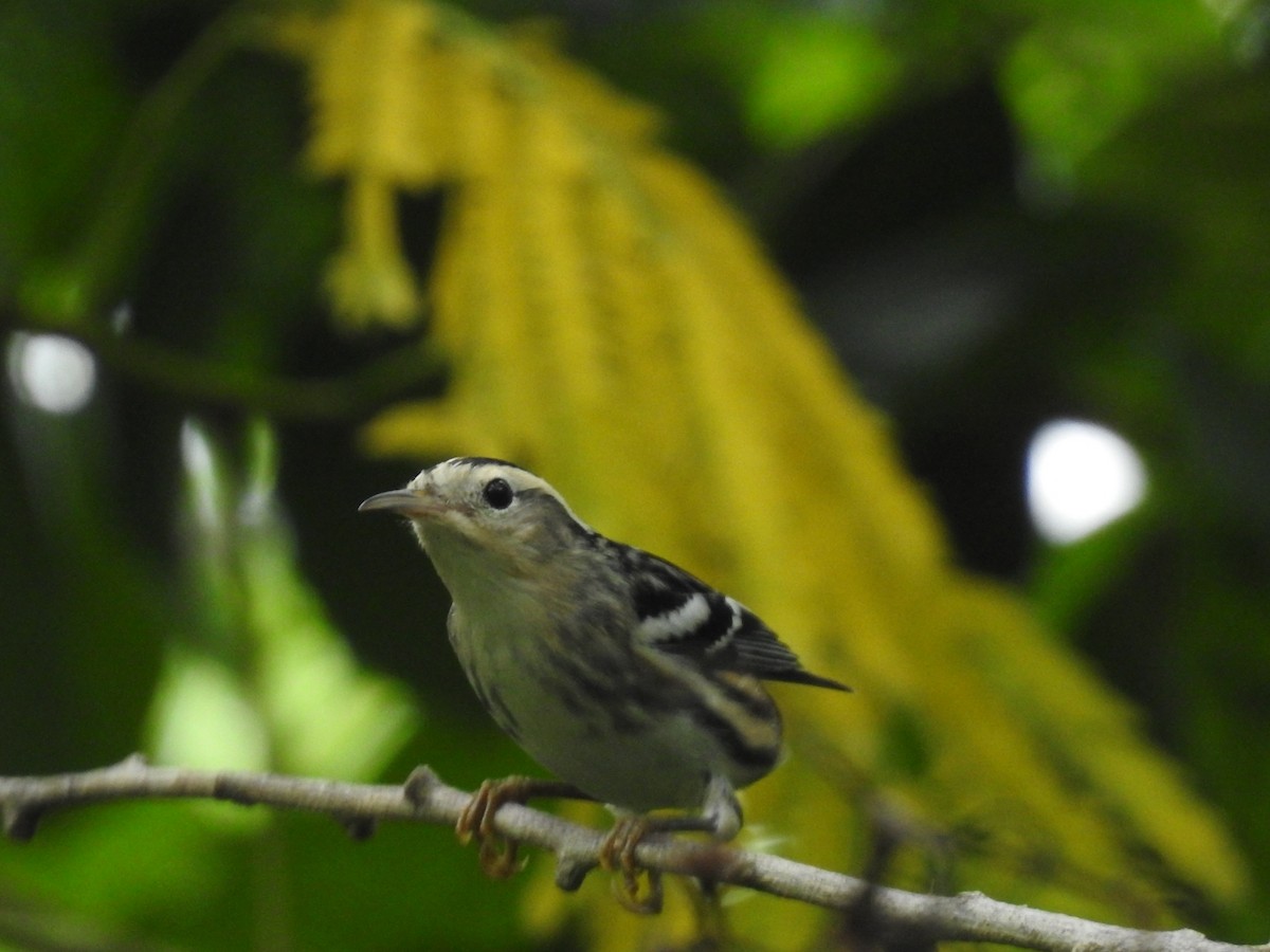 Black-and-white Warbler - ML643304779