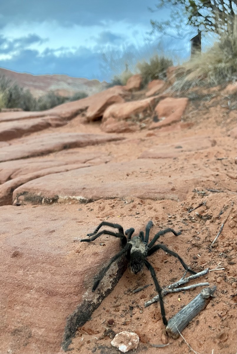 Desert Tarantula - ML643304781