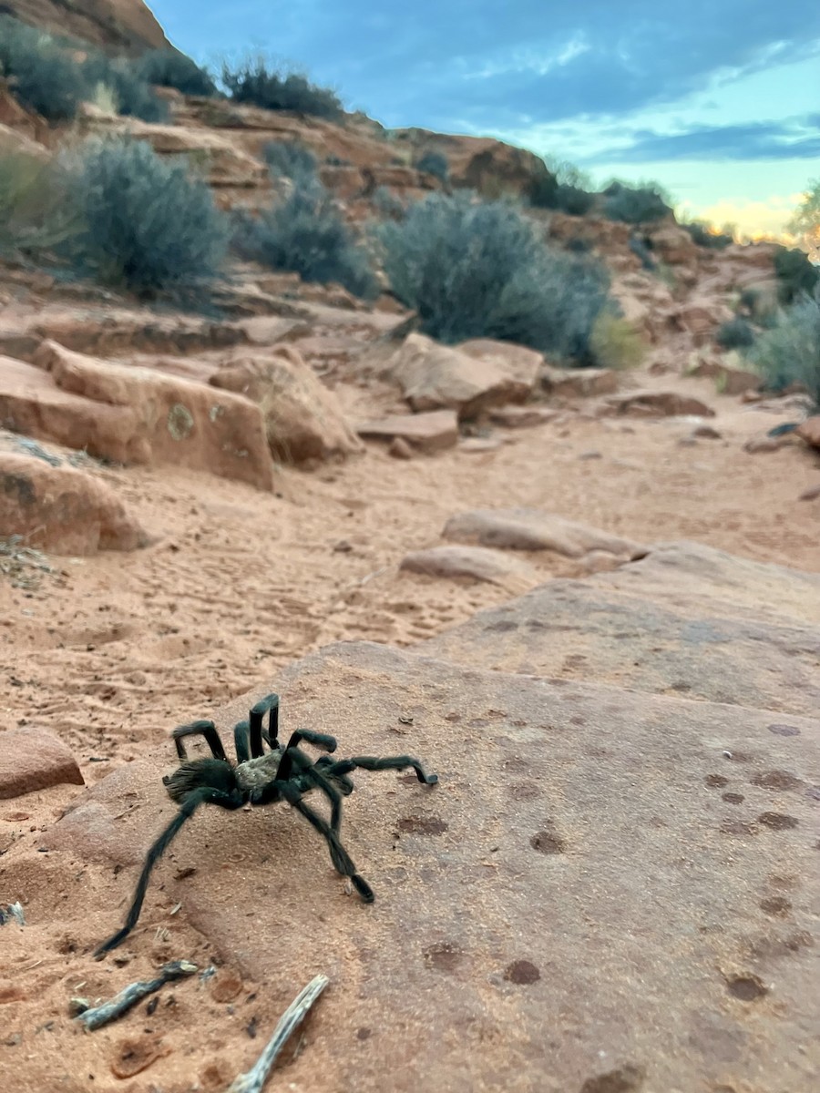 Desert Tarantula - ML643304782