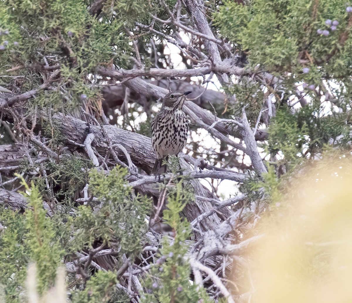 Sage Thrasher - ML643304831