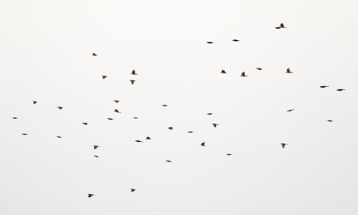 Red-winged Blackbird - ML643304836