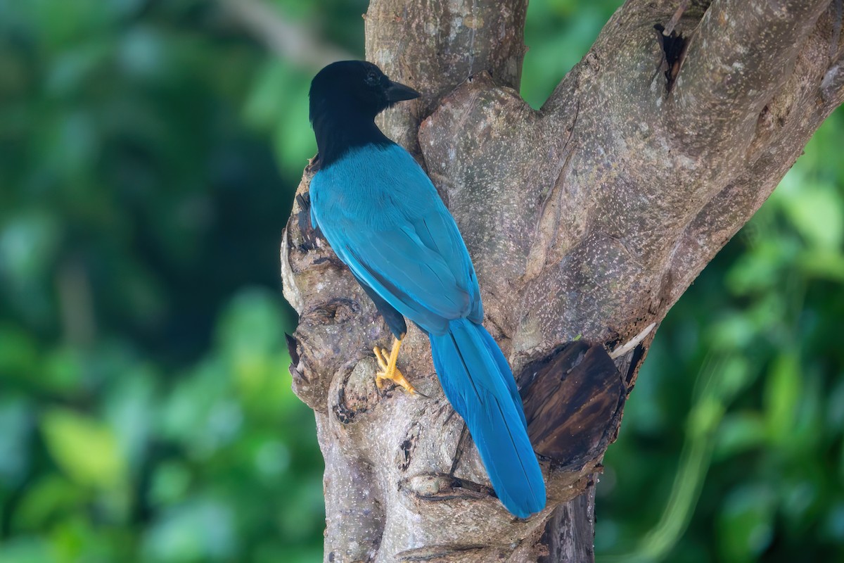 Yucatan Jay - ML643304839